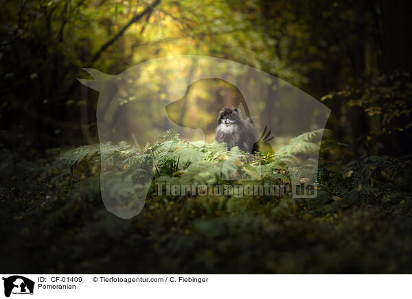 Zwergspitz / Pomeranian / CF-01409
