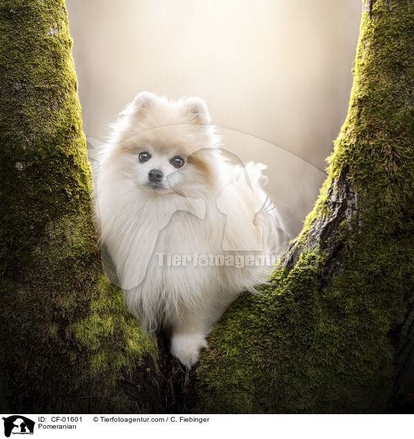 Zwergspitz / Pomeranian / CF-01601