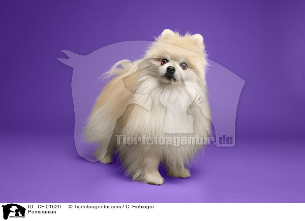 Zwergspitz / Pomeranian / CF-01620
