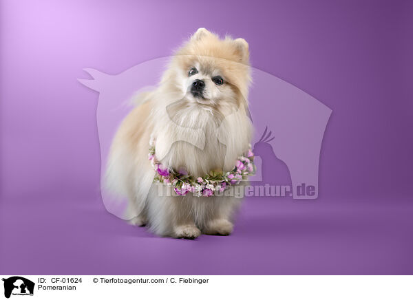 Zwergspitz / Pomeranian / CF-01624