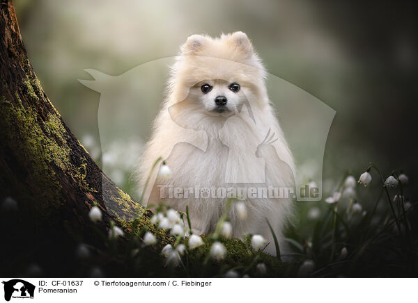 Zwergspitz / Pomeranian / CF-01637