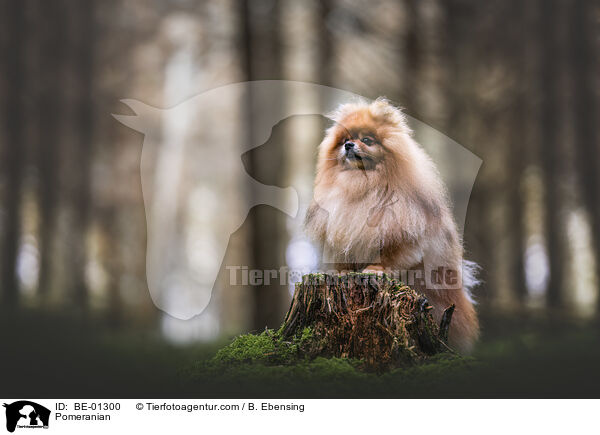 Pomeranian / BE-01300