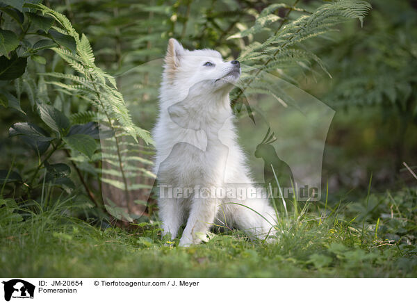 Zwergspitz / Pomeranian / JM-20654