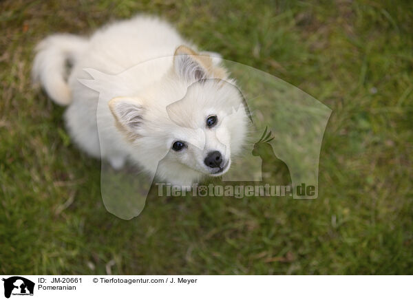 Pomeranian / JM-20661