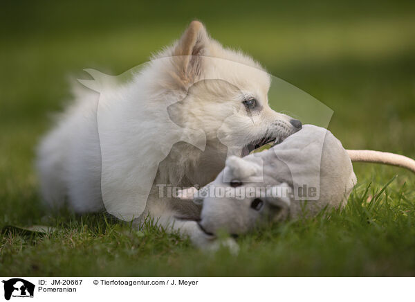 Zwergspitz / Pomeranian / JM-20667