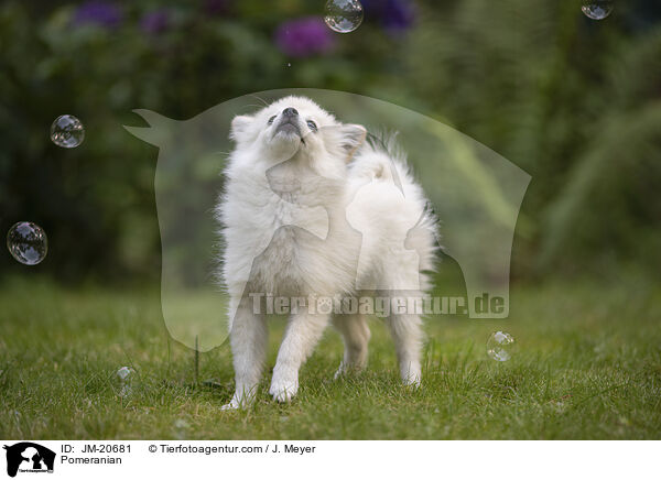 Zwergspitz / Pomeranian / JM-20681