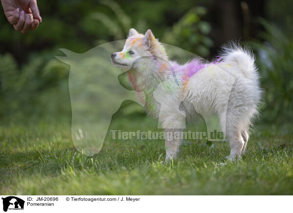 Zwergspitz / Pomeranian / JM-20696