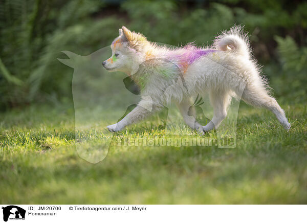 Pomeranian / JM-20700