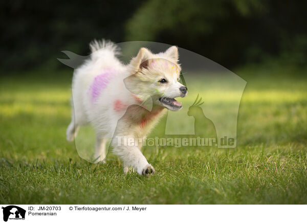 Zwergspitz / Pomeranian / JM-20703