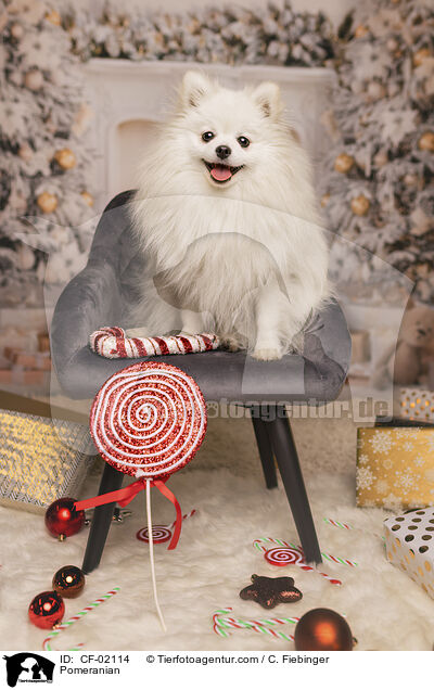 Zwergspitz / Pomeranian / CF-02114