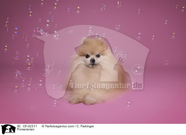 Pomeranian / CF-02311