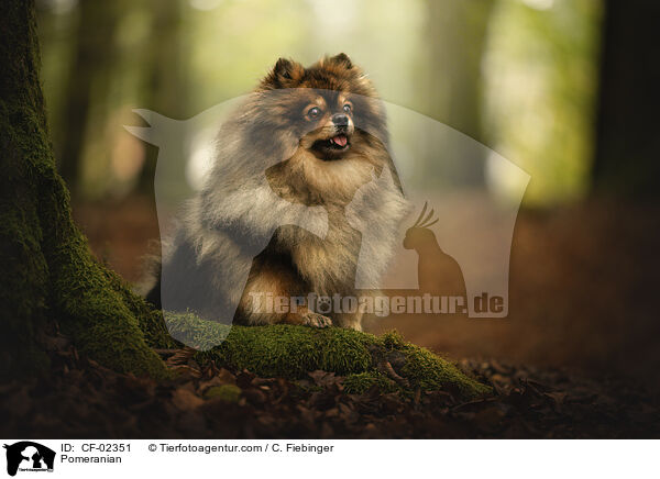 Pomeranian / CF-02351