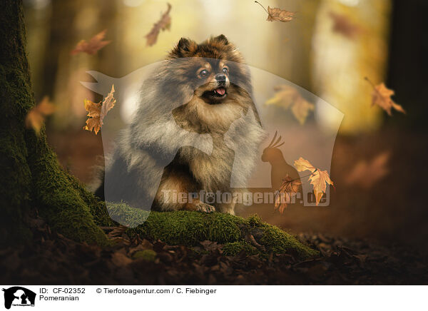Zwergspitz / Pomeranian / CF-02352