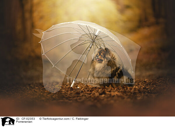 Pomeranian / CF-02353