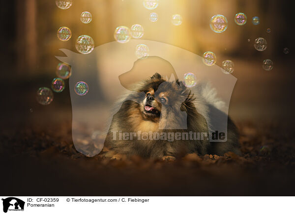 Pomeranian / CF-02359