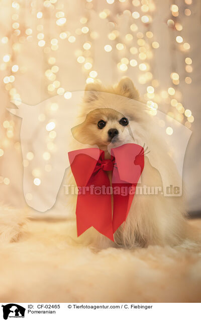 Zwergspitz / Pomeranian / CF-02465