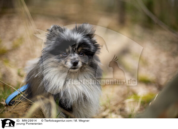 junger Zwergspitz / young Pomeranian / MW-29914
