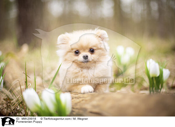 Zwergspitz Welpe / Pomeranian Puppy / MW-29918