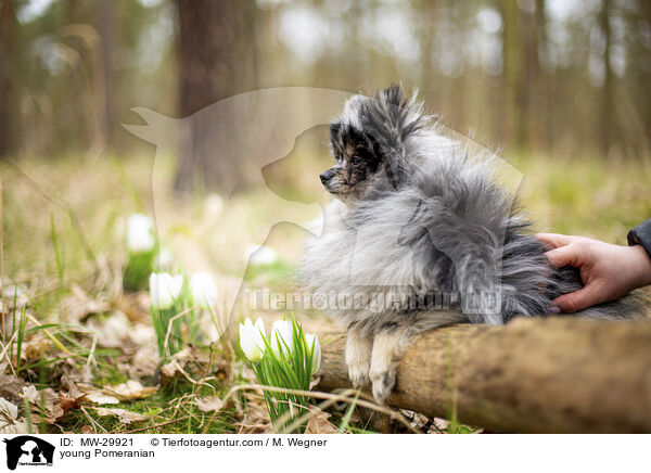 junger Zwergspitz / young Pomeranian / MW-29921