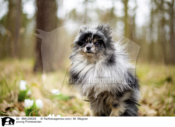 junger Zwergspitz / young Pomeranian / MW-29928