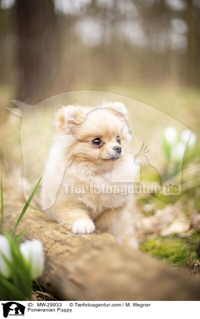 Zwergspitz Welpe / Pomeranian Puppy / MW-29933