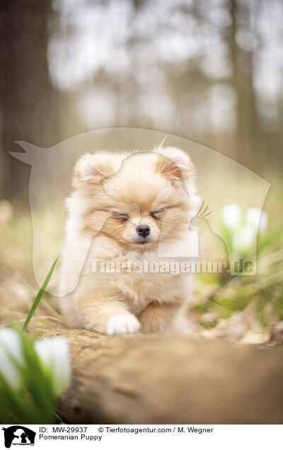Zwergspitz Welpe / Pomeranian Puppy / MW-29937
