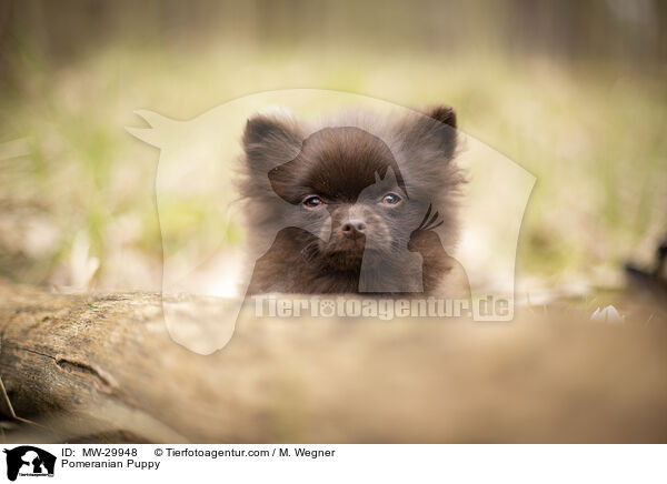 Zwergspitz Welpe / Pomeranian Puppy / MW-29948