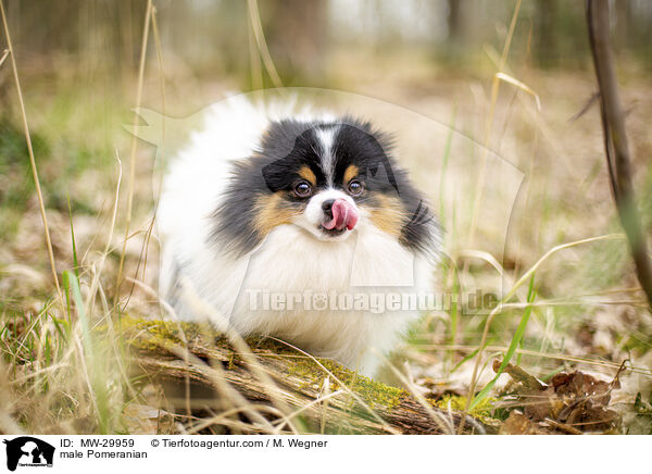 Zwergspitz Rde / male Pomeranian / MW-29959