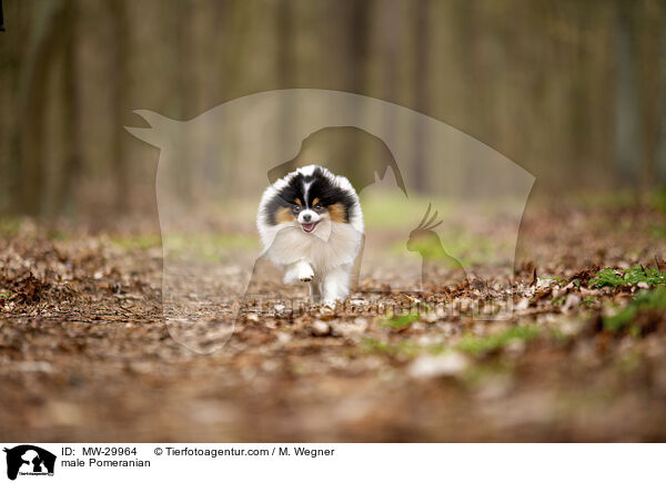 Zwergspitz Rde / male Pomeranian / MW-29964