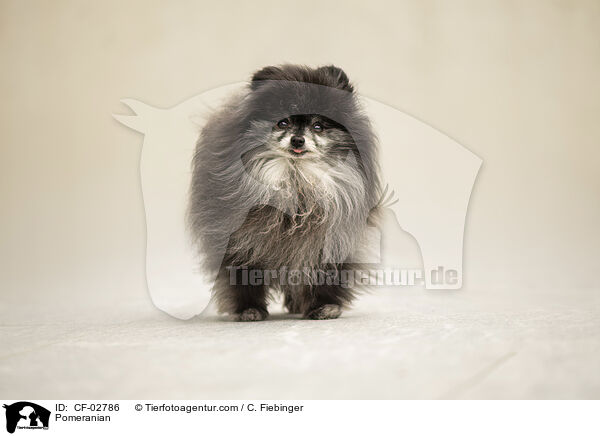 Zwergspitz / Pomeranian / CF-02786