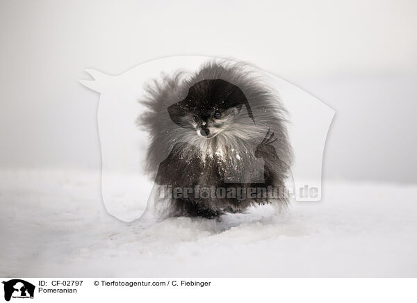 Zwergspitz / Pomeranian / CF-02797