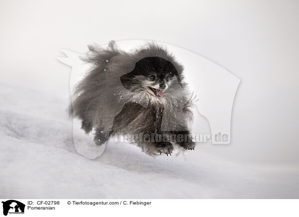Zwergspitz / Pomeranian / CF-02798