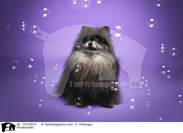 Zwergspitz / Pomeranian / CF-02810