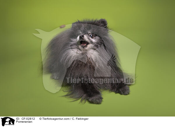 Zwergspitz / Pomeranian / CF-02812