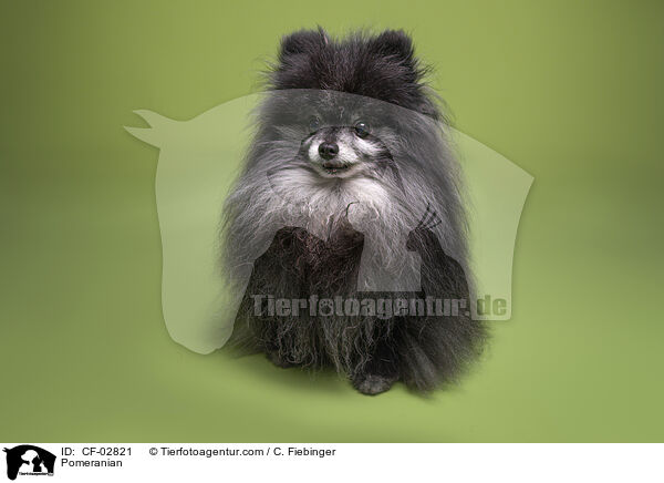Zwergspitz / Pomeranian / CF-02821