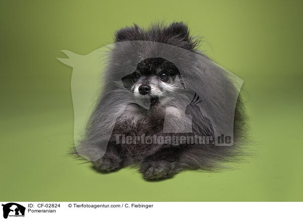 Zwergspitz / Pomeranian / CF-02824