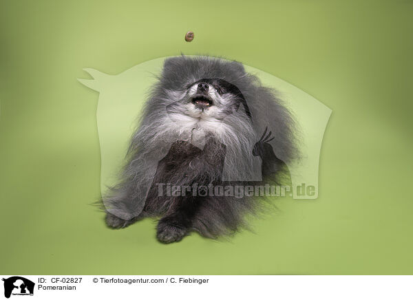 Zwergspitz / Pomeranian / CF-02827