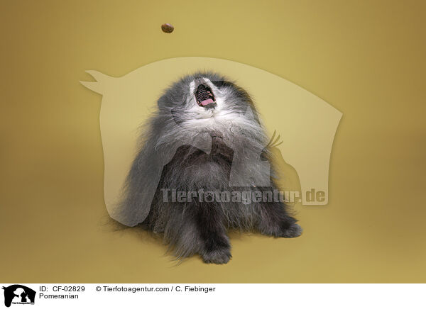 Zwergspitz / Pomeranian / CF-02829