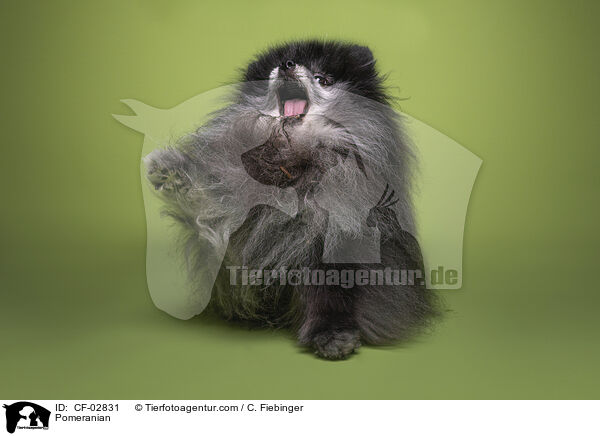 Zwergspitz / Pomeranian / CF-02831