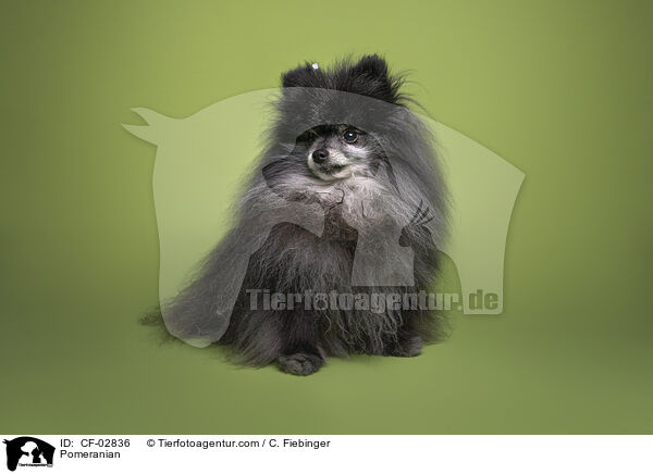 Zwergspitz / Pomeranian / CF-02836
