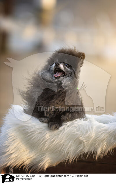 Zwergspitz / Pomeranian / CF-02839