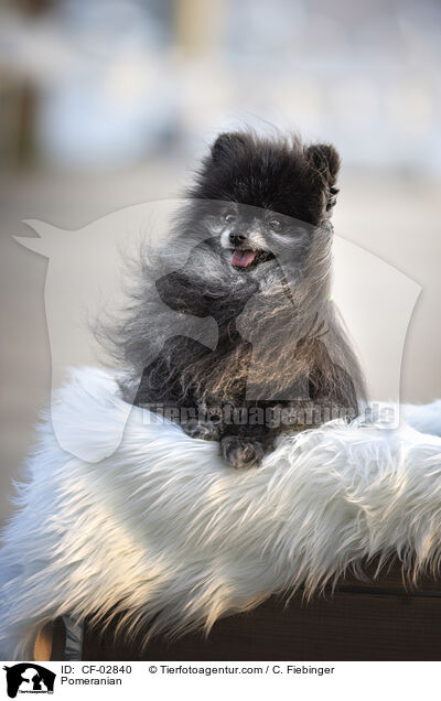 Zwergspitz / Pomeranian / CF-02840