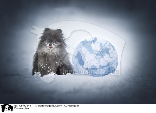 Pomeranian / CF-02841