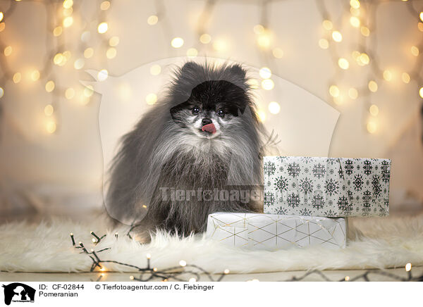 Zwergspitz / Pomeranian / CF-02844