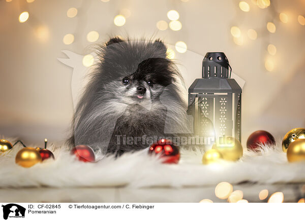 Zwergspitz / Pomeranian / CF-02845
