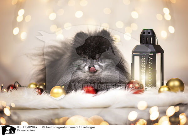 Zwergspitz / Pomeranian / CF-02847