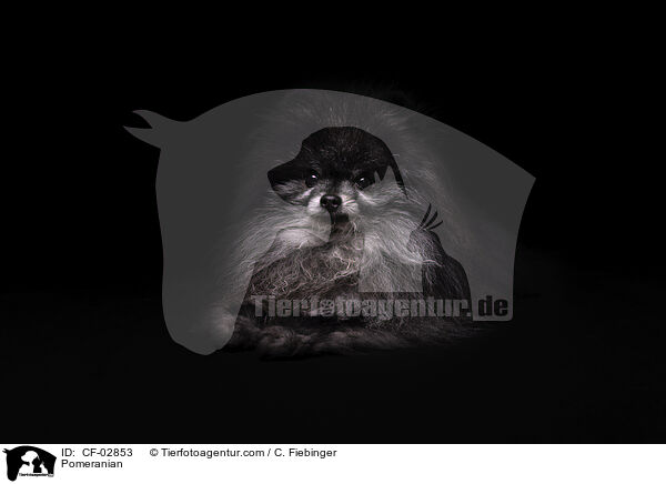 Zwergspitz / Pomeranian / CF-02853