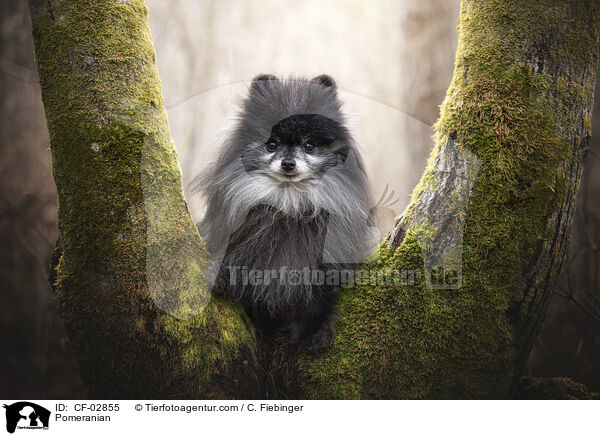 Zwergspitz / Pomeranian / CF-02855