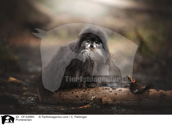 Zwergspitz / Pomeranian / CF-02860
