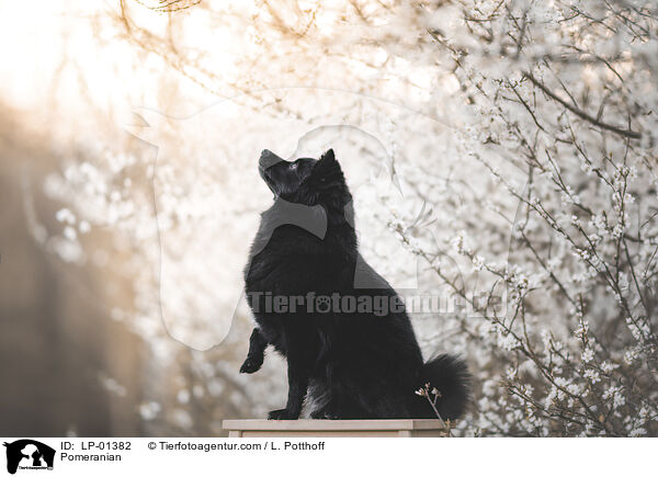 Zwergspitz / Pomeranian / LP-01382